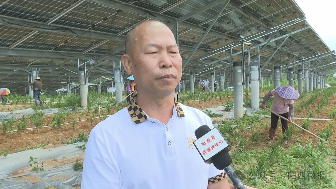 好管理,好采收,好加工等特点,主要应用在天然食品调味剂,医疗,美容