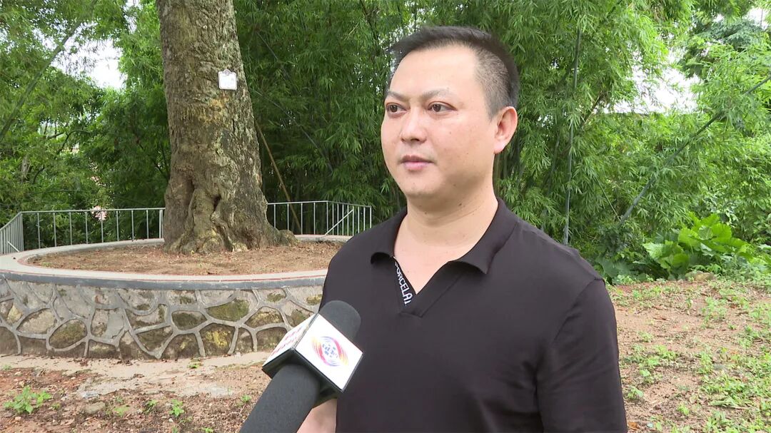 【绿美阳西】溪头镇那01村:百年见血封喉树生机勃勃 -阳西县人民