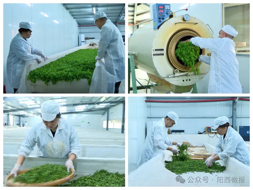 百千万工程阳西东水山头茬春茶抢鲜上市邀您品一口春天的味道