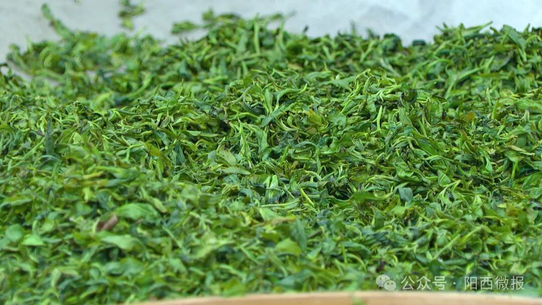 百千万工程阳西东水山头茬春茶抢鲜上市邀您品一口春天的味道