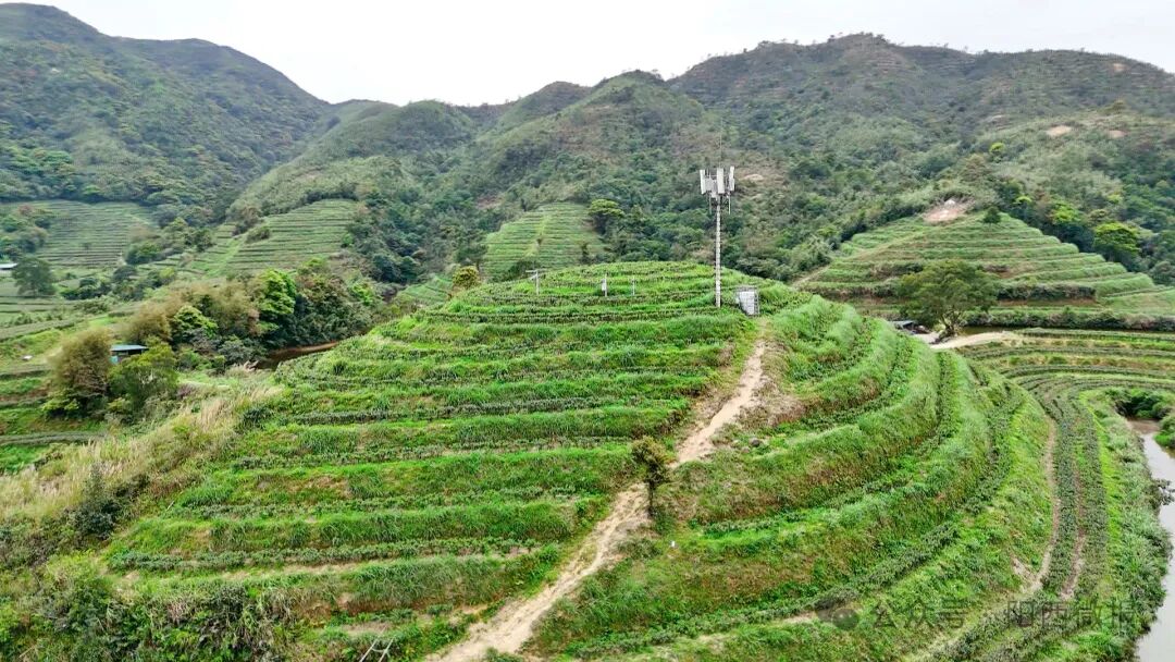百千万工程阳西东水山头茬春茶抢鲜上市邀您品一口春天的味道