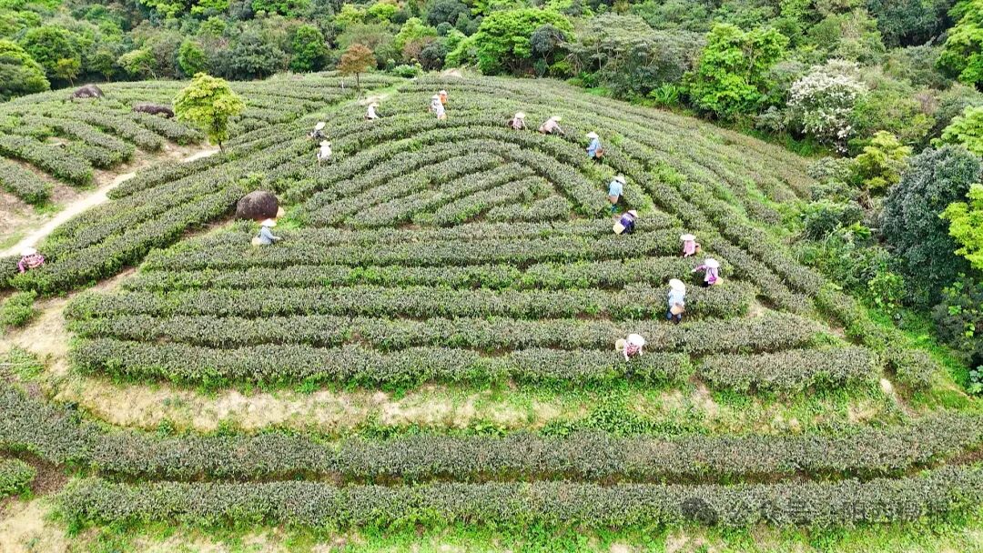百千万工程阳西东水山头茬春茶抢鲜上市邀您品一口春天的味道