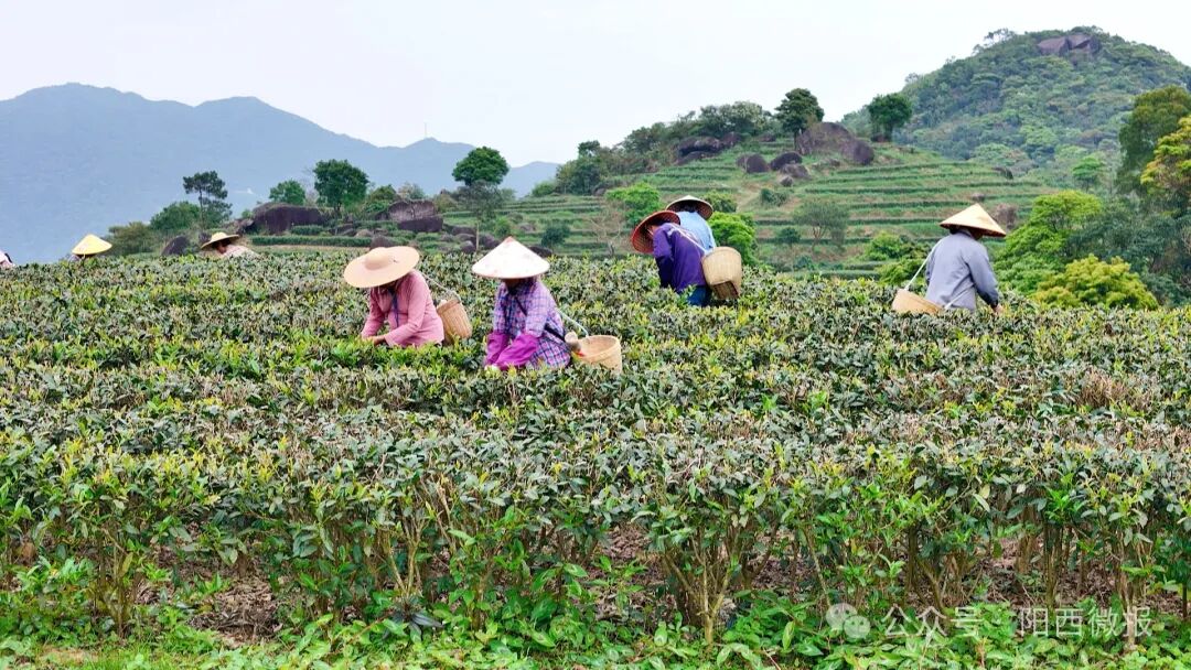 今年的东水山茶品质?一起跟随记者去了解一下.
