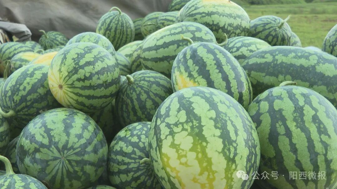 记者带你到上洋体验摘西瓜 -阳西县人民政府网站