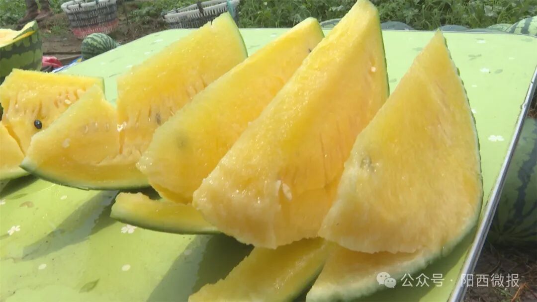 记者带你到上洋体验摘西瓜