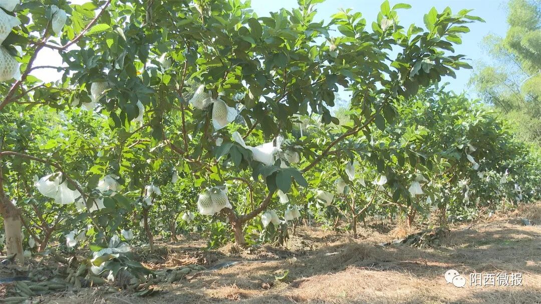 种植基地的珍珠芭乐陆续成熟上市眼下正是芭乐成熟上市的季节芭乐是一