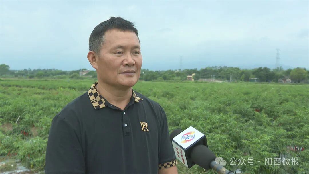 【百千万工程】塘口:优质鸡肠青椒成辣椒"新贵" -阳西县人民政府网站