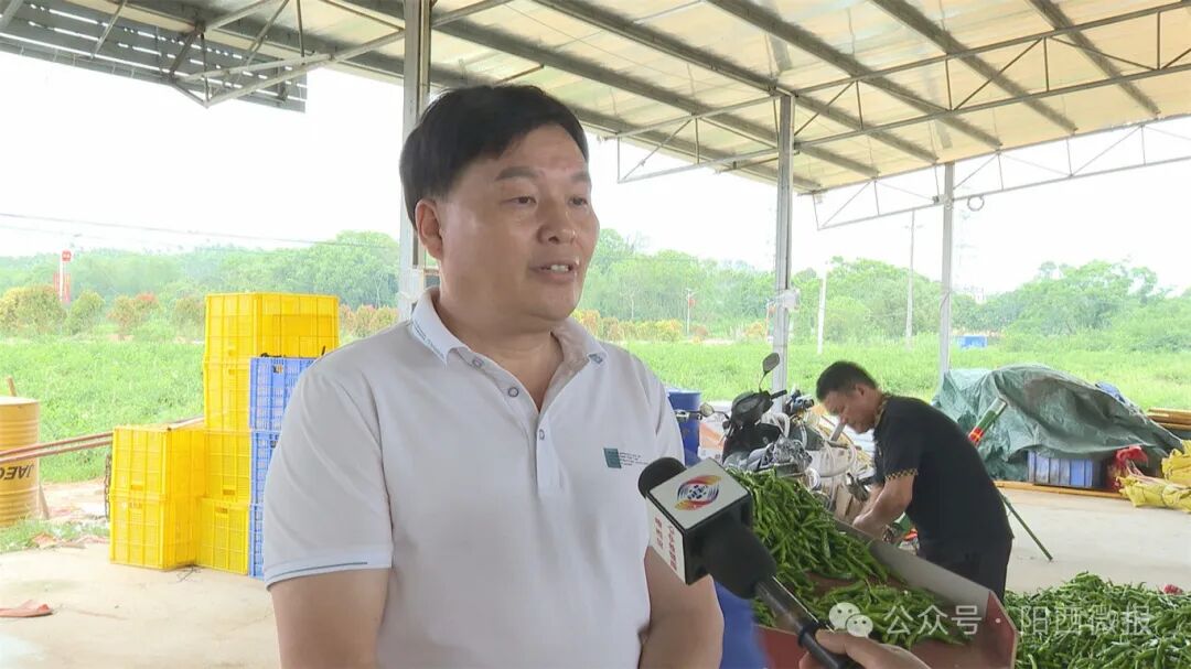 【百千万工程】塘口:优质鸡肠青椒成辣椒"新贵" -阳西县人民政府网站