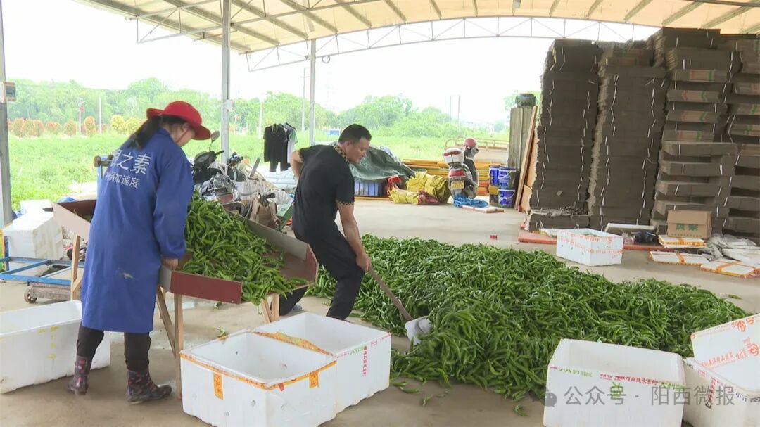 【百千万工程】塘口:优质鸡肠青椒成辣椒"新贵" -阳西县人民政府网站