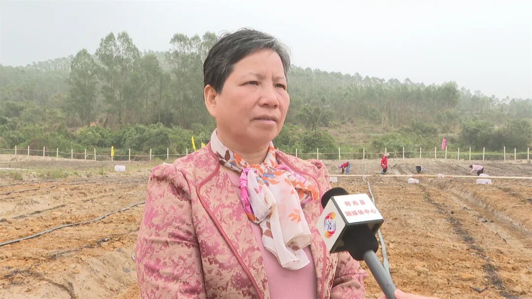 溪头镇:发展优质香芋南瓜种植 打造农特产品新名片 -阳西县人民政府
