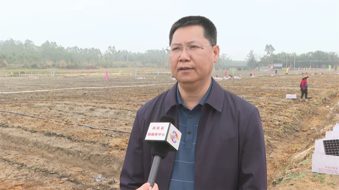 溪头镇:发展优质香芋南瓜种植 打造农特产品新名片 -阳西县人民政府