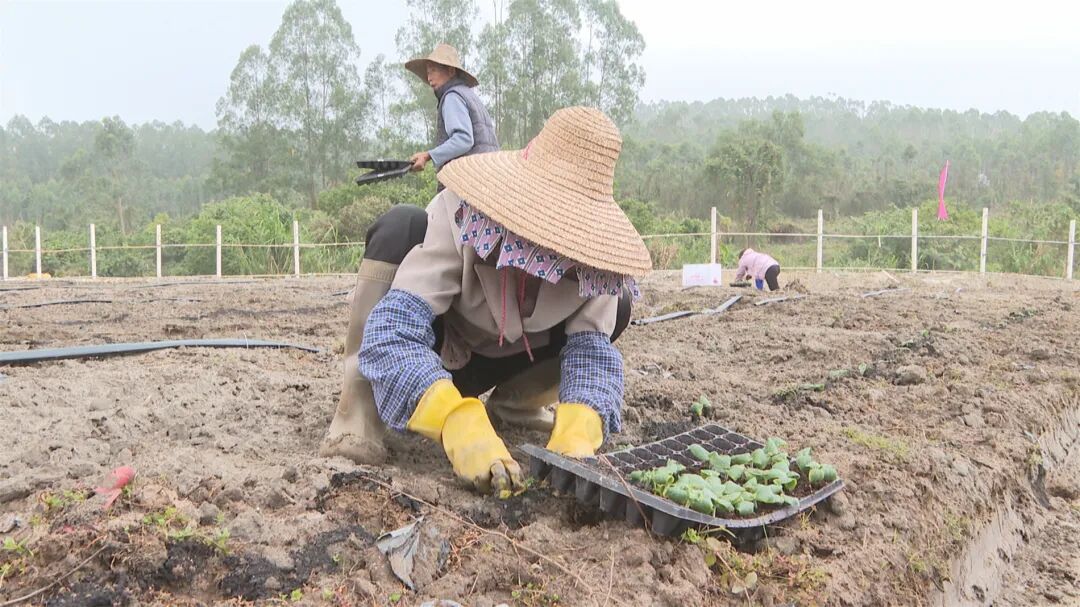 百千万工程溪头镇发展优质香芋南瓜种植打造农特产品新名片