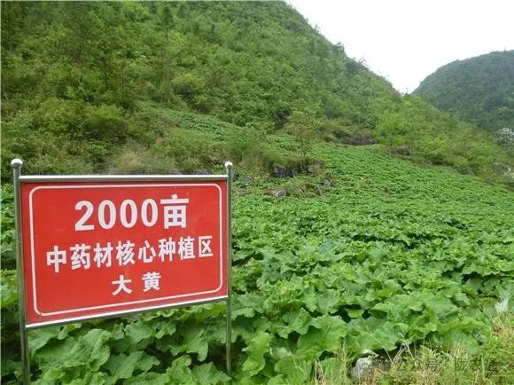 2024年种植什么药材最好（亩收入10万的九大药材种植推荐）