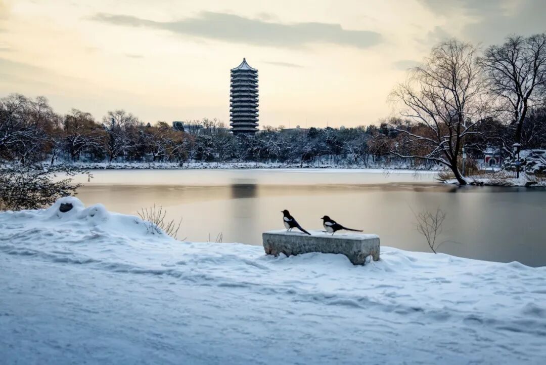 “曾为尘世跑龙套，今作红尘袖手瞧。”图为北大雪景。视觉中国/图