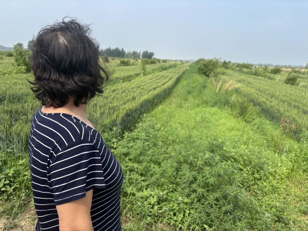 2026年6月19日，王晓梅和她在承包林地里间种的麦子。南方周末记者 柴会群 摄