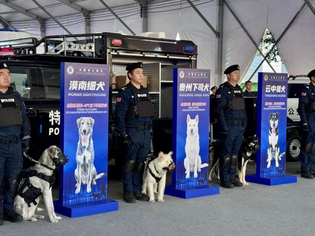 2026年9月8日，全球公共安全合作论坛（连云港）2026年大会上，中国本土警犬亮相。（南方周末记者吕雅萱｜摄）