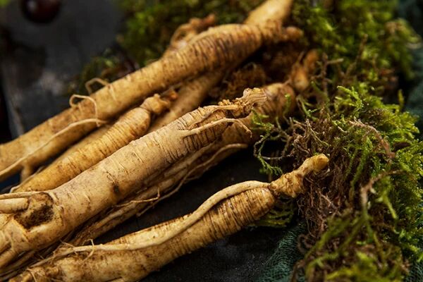 揭秘野山参：野生人参的奥秘与人工种植的区别-人参