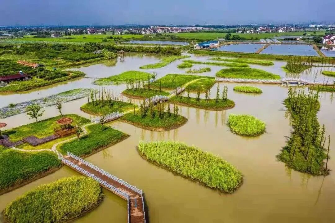 来到漕泾郊野公园,一定要跳进"绿波"觅清凉,被浓浓绿意所包裹,尽情