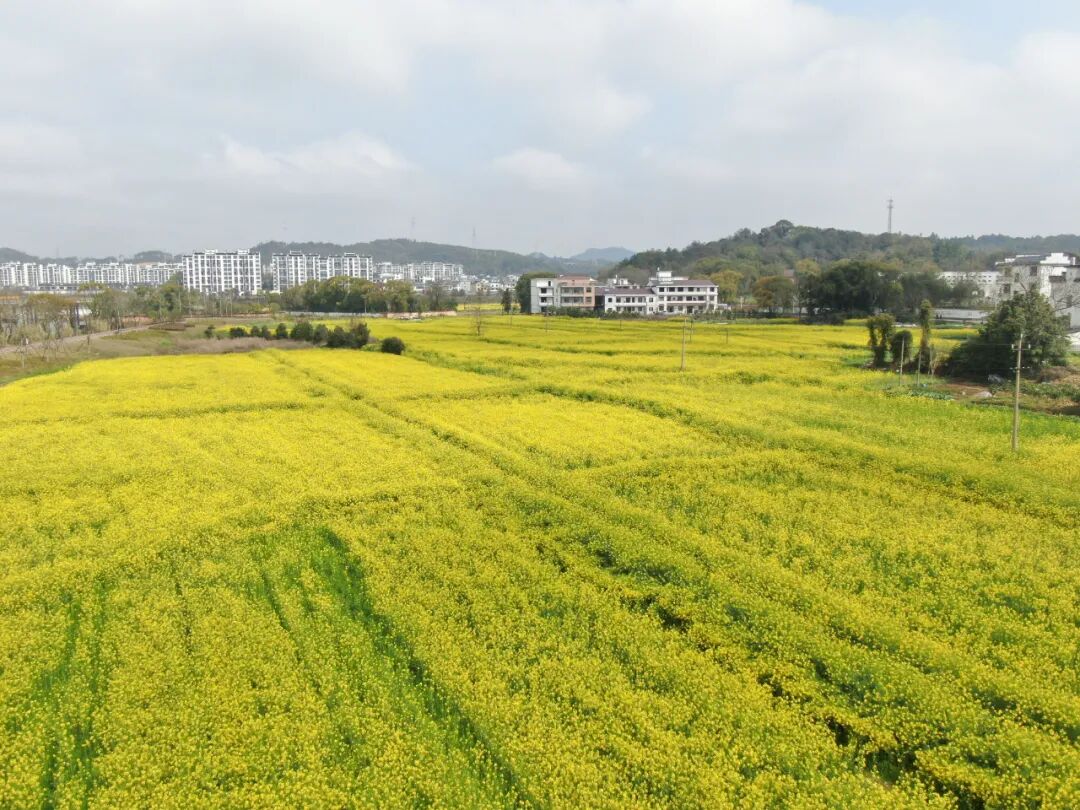 罗桥街道多点发力促乡村振兴