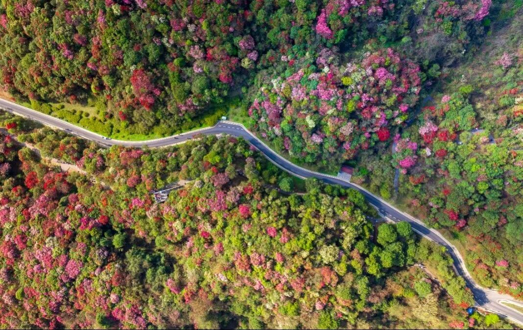 开了百里杜鹃漫山花海美到失语清明出游刚刚好
