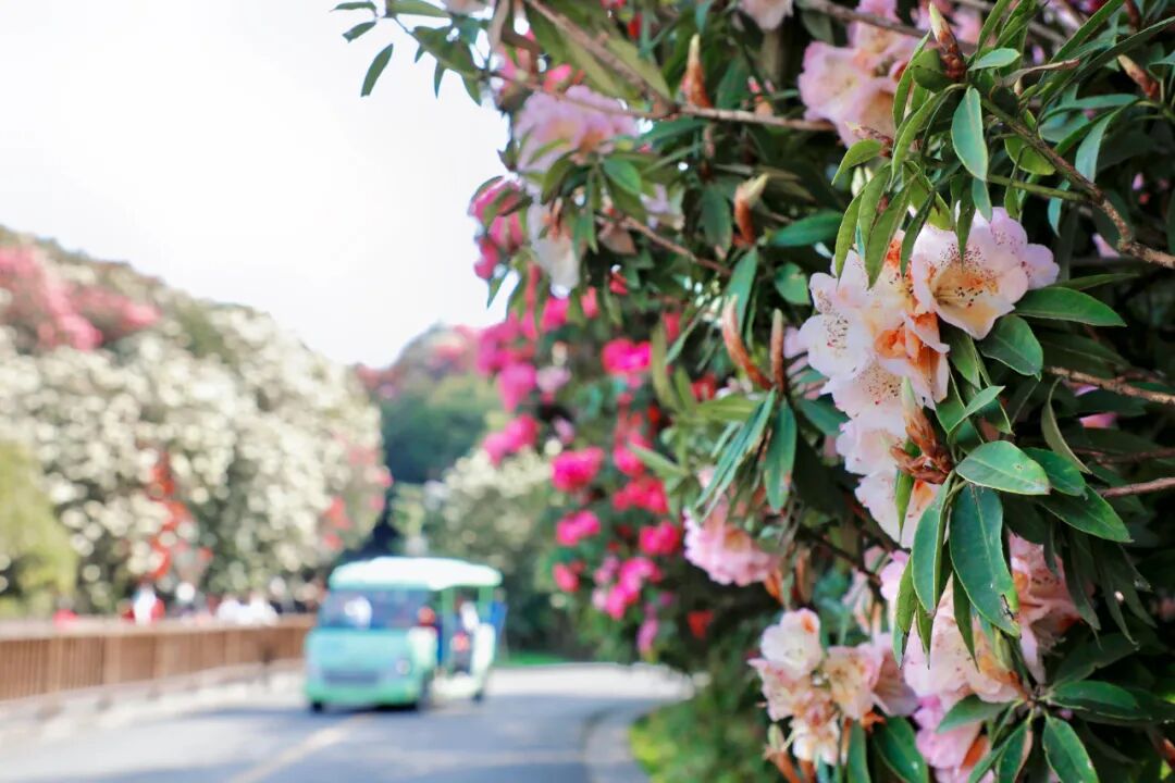 开了百里杜鹃漫山花海美到失语清明出游刚刚好