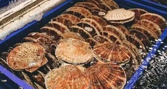 日本冷冻扇贝首度重返中国市场，贸易“试探性解冻”(图1)