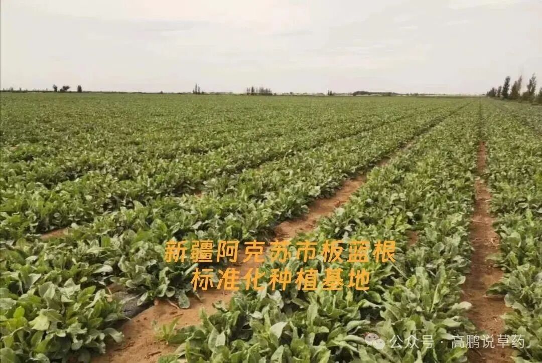 新疆种药材不赚钱？不是地不行，是思路不行