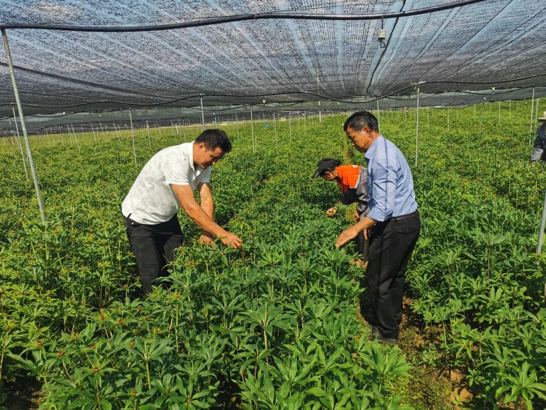 药材与乡村振兴__振兴中药材