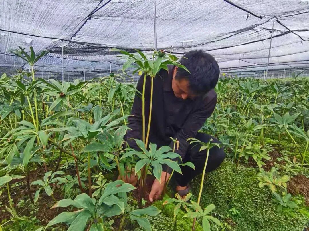 药材与乡村振兴_振兴中药材_