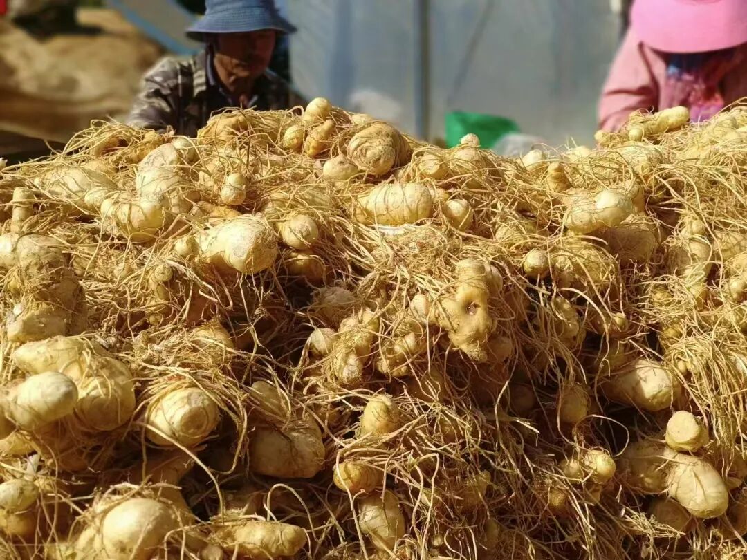 药材与乡村振兴__振兴中药材