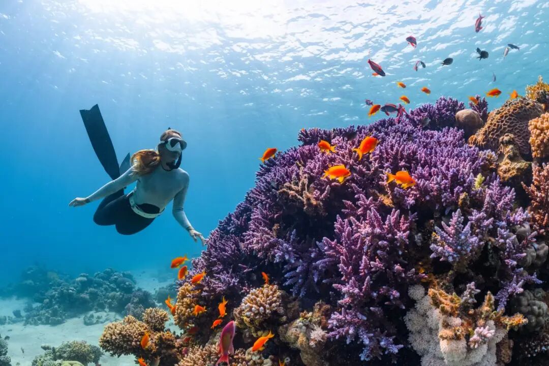 Bunaken Snorkeling Tour: Exploring Manado’s Hidden Paradise
