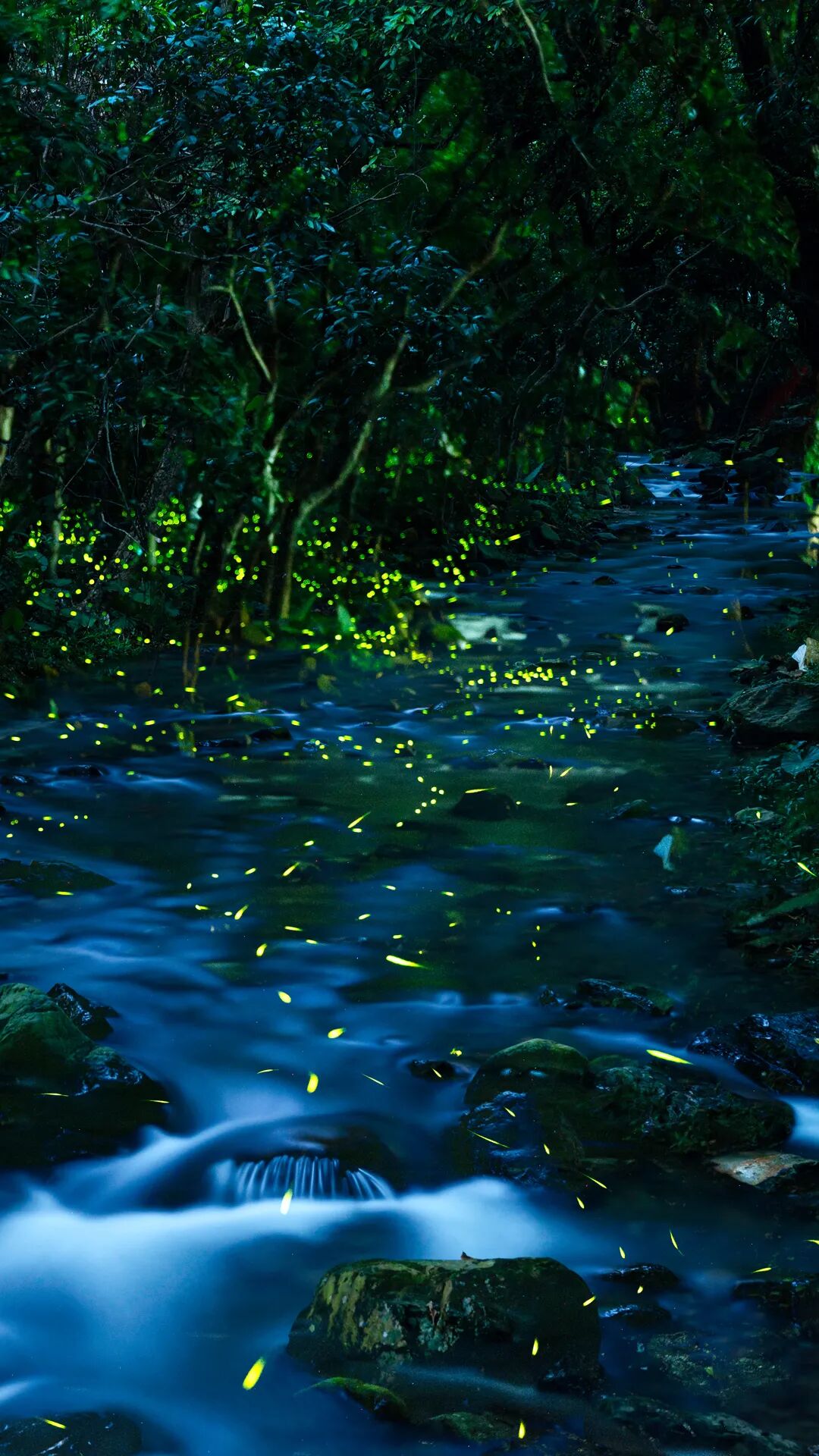 初夏时节, 端州区睦岗街道兰龙社区龙溪栈道里 一只只,一对对萤火虫