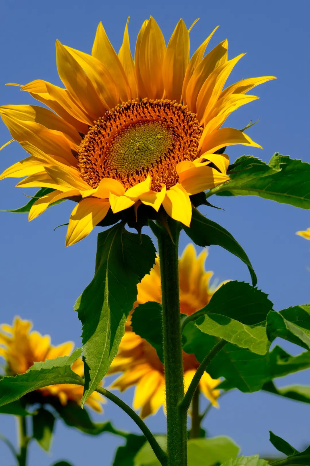 绝美向日葵花海上线氛围感满分的拍照胜地就在鼎湖这里