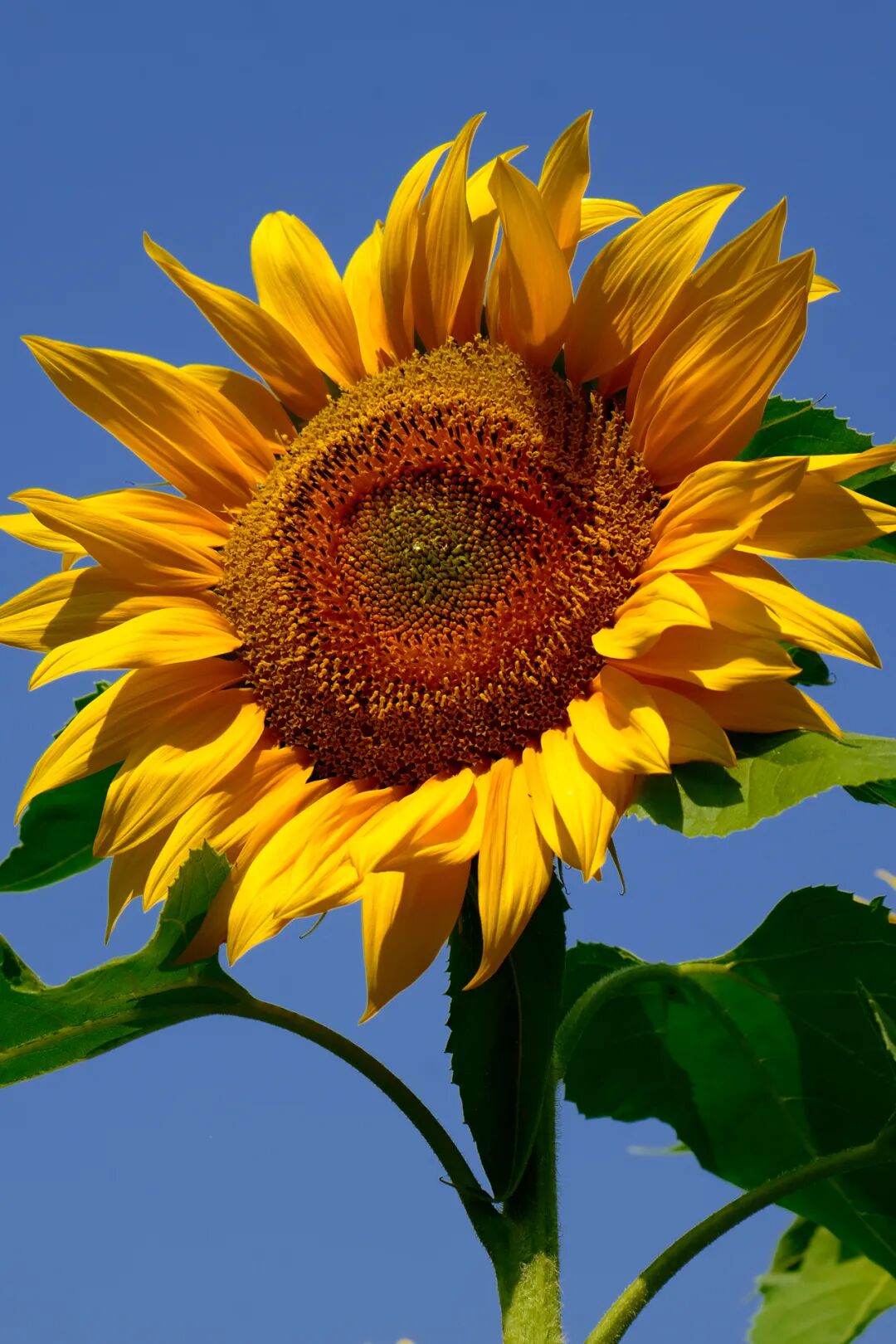 绝美向日葵花海上线氛围感满分的拍照胜地就在鼎湖这里