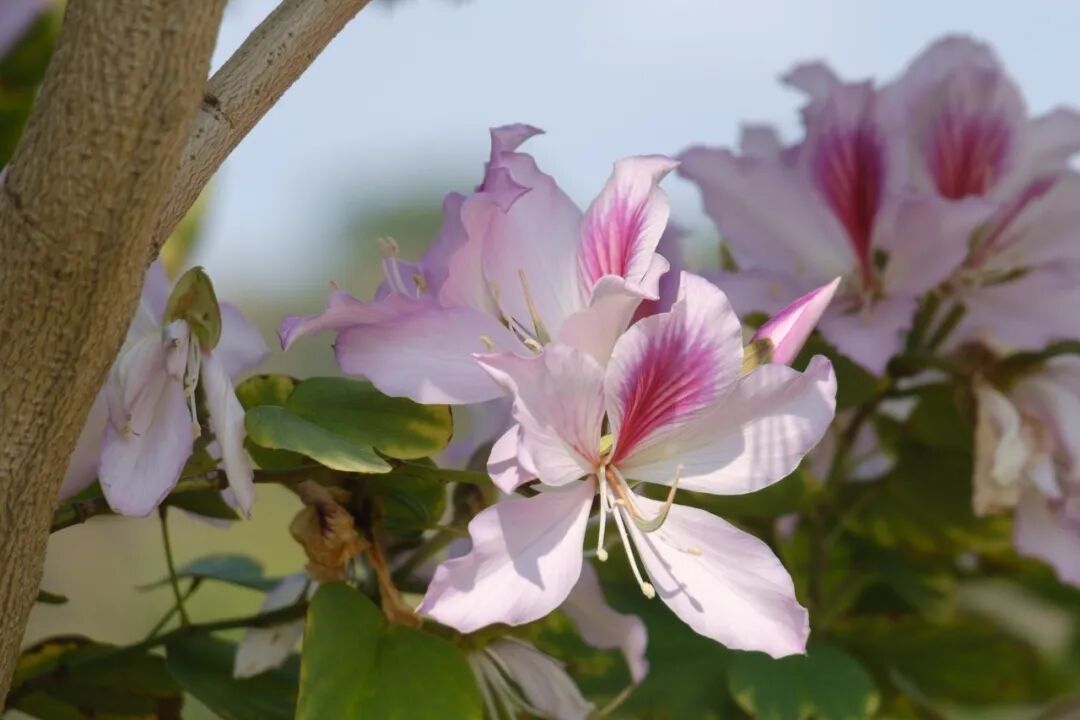 红色木棉花就见得多橙色的你见过未就长在肇庆这里