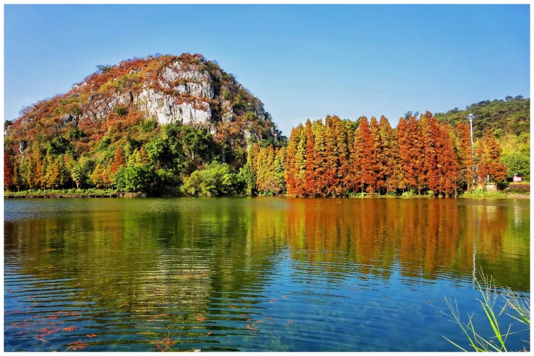 肇庆羽杉红了随手拍壁纸feel