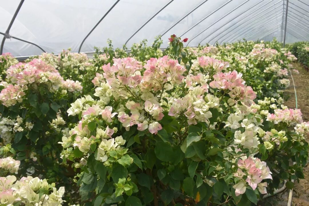 白里透红,犹如花季少女般清纯可爱,逐渐会在白瓣的尖部稍稍沾染粉色