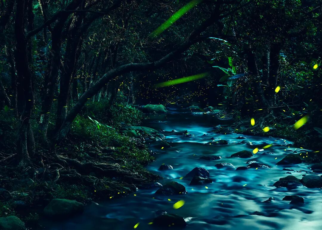 星星点点,荧光闪烁,夏夜里跃跃舞动的暗影精灵,像流星划过一般.