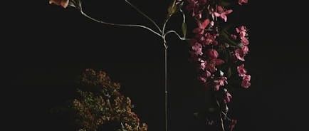 cover_image