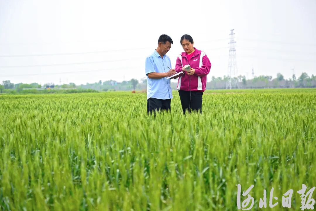 新区黄骅市农业农村发展局农业技术推广站站长于荣艳查看旱碱麦长势
