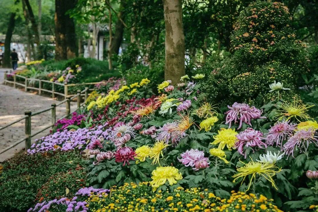 第十九届嘉定菊花展汇龙潭公园交通:地铁10号线,18号线至国权路站转