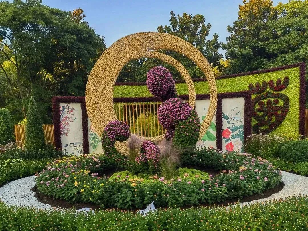 上海各大公园菊花展开幕!乘坐公共交通去打卡,攻略在此