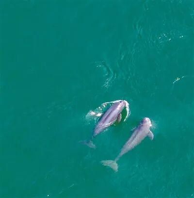 提升生态系统质量和稳定性  近年来，长江水质不断提升，部分重点保护物种数量上升。图为在湖北宜昌葛洲坝下游二江水域拍摄到的长江江豚。  王 罡摄（影像中国）