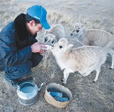 提升生态系统质量和稳定性  青海三江源国家公园管理局长江源园区可可西里管理处索南达杰保护站，巡山队员给被救助的藏羚羊幼仔喂奶。  新华社记者 张宏祥摄