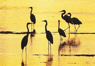 持续改善环境质量  新疆阿勒泰科克苏湿地国家级自然保护区是新疆北部戈壁荒漠中最大的沼泽湿地。当地加大保护治理力度，生态环境改善，候鸟数量增加。  阿尔达克·拜斯汗摄（影像中国）