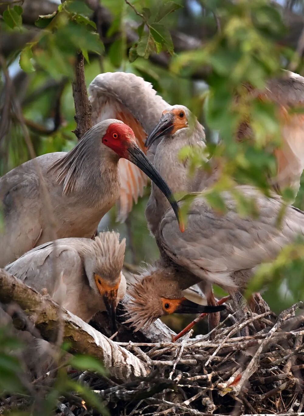 从7到10000  中日韩朱鹮保护合作成果斐然