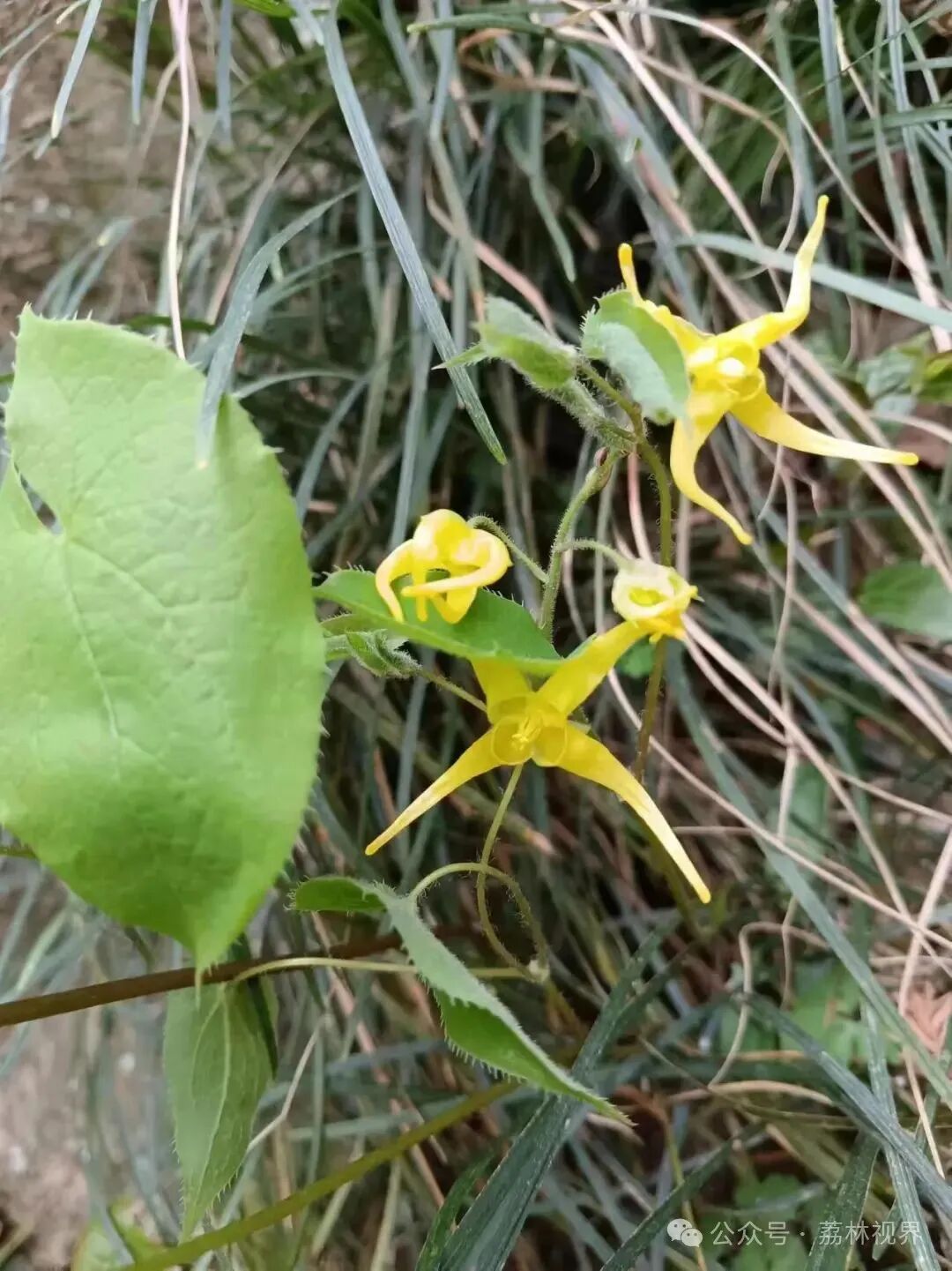 武汉新发现一种奇特植物——时珍淫羊藿