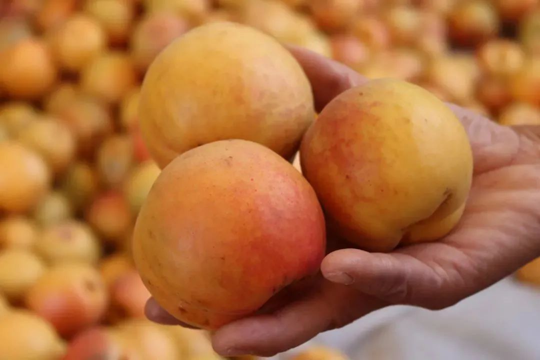 万亩御杏生产基地位于张夏街道黄家峪的三十里御杏谷,是全省规模最大