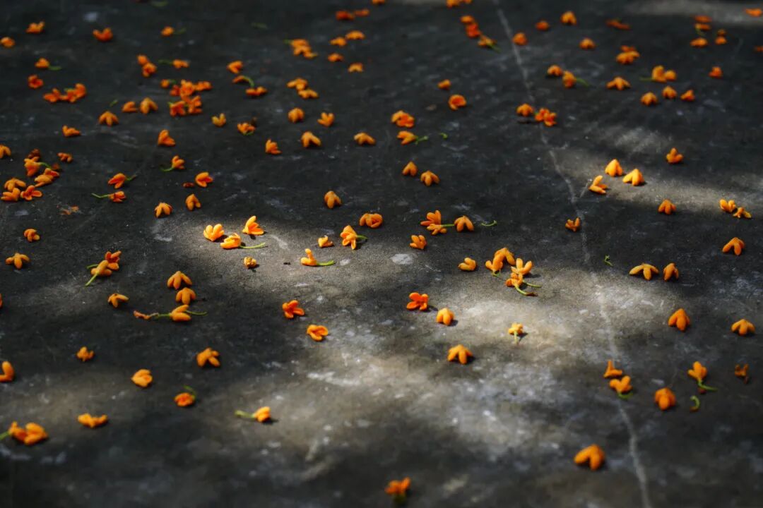摄图网_700413034_桂花花瓣散落的地面背景素材（企业商用）.jpg