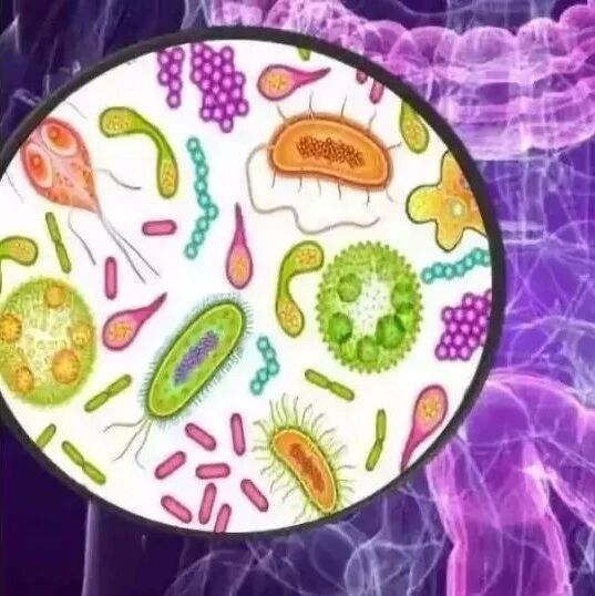 调节肠道菌群可优化肿瘤治疗？